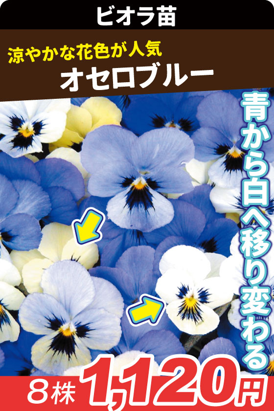 花苗 ビオラ オセロブルー