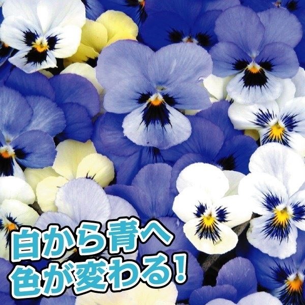 花苗 ビオラ オセロブルー