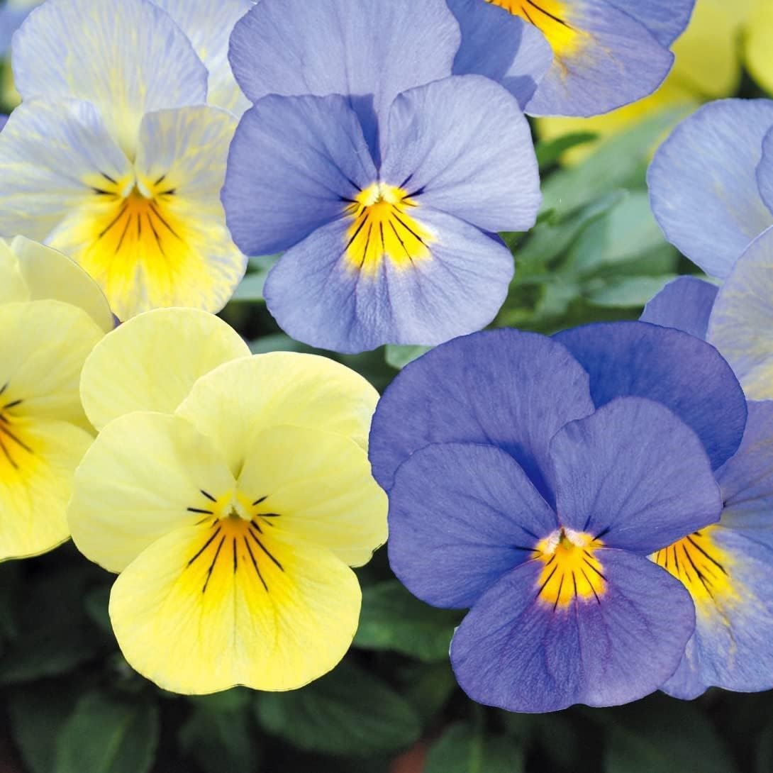 花苗 ビオラ 天使の誘惑