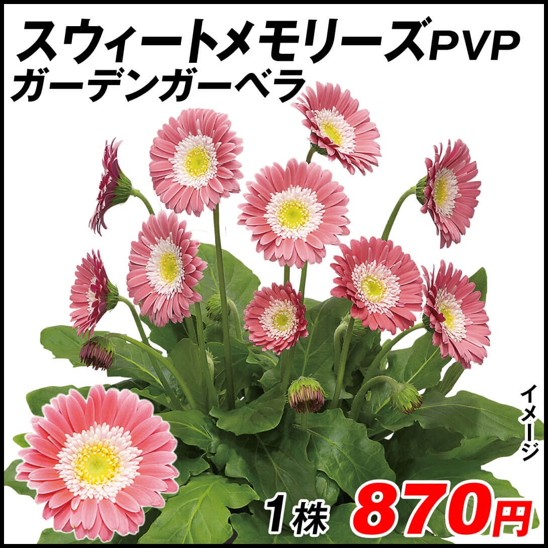 花苗 ガーデンガーベラR スウィートメモリーズPVP 1株