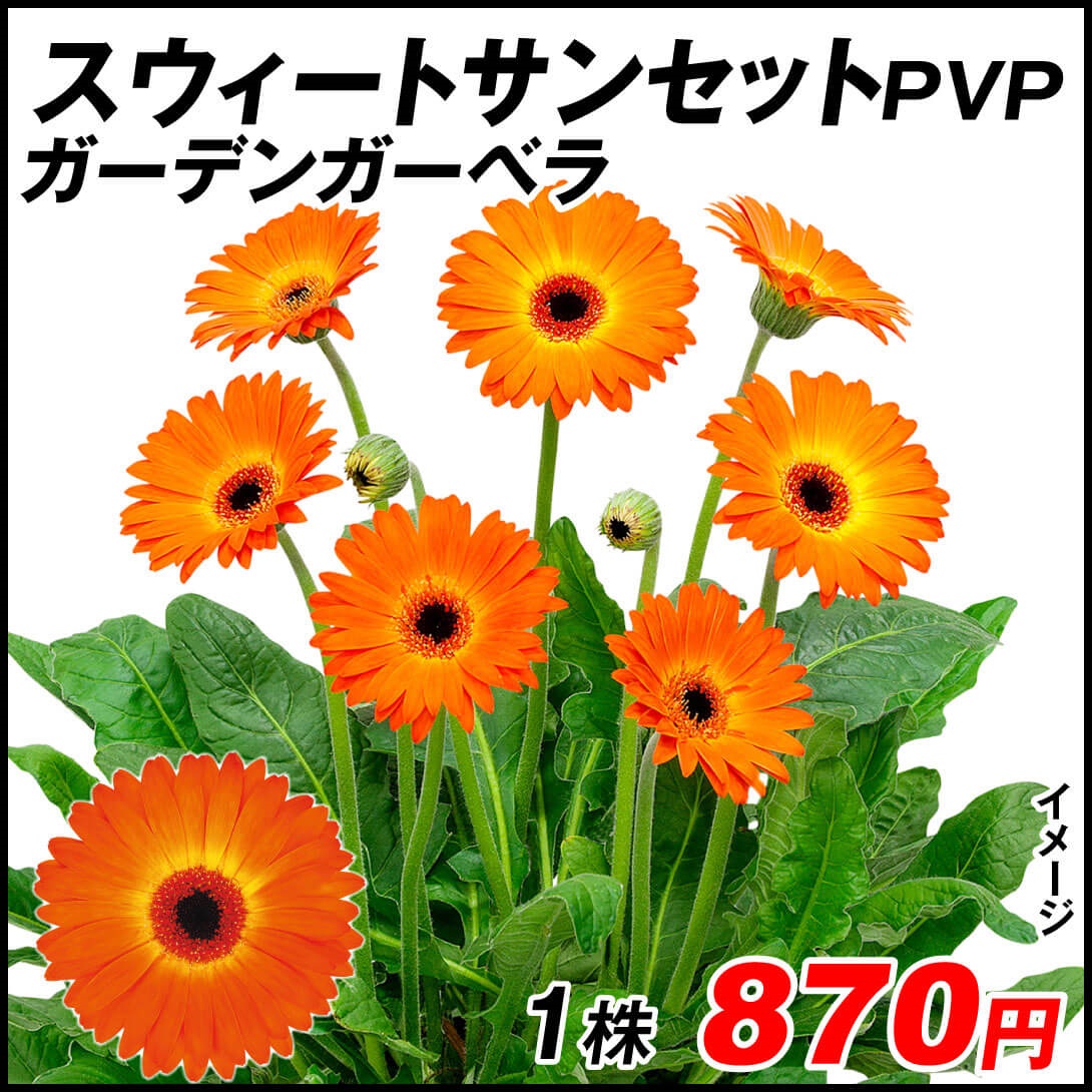 花苗 ガーデンガーベラR スウィートサンセットPVP 1株