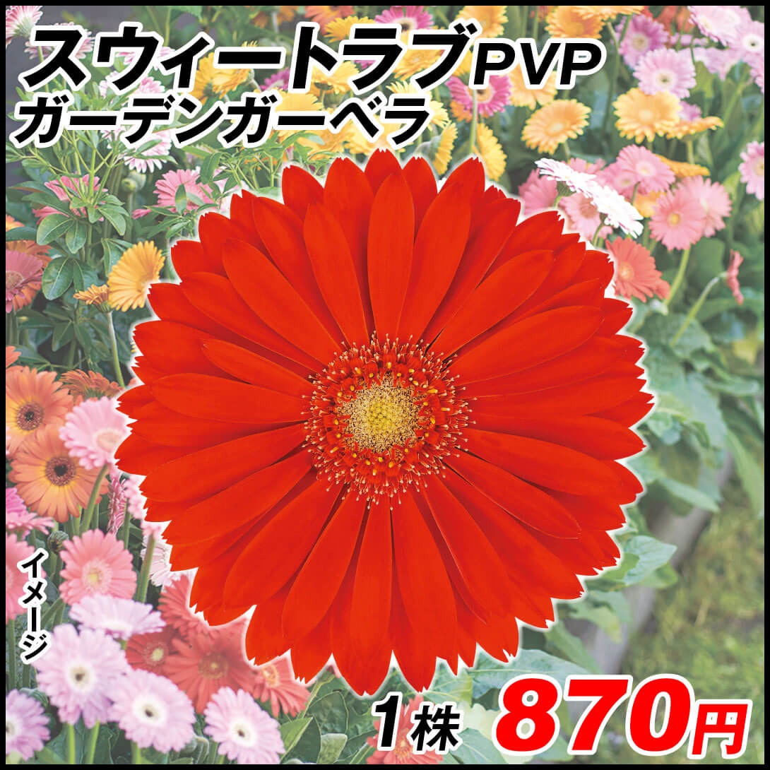 花苗 ガーデンガーベラR スウィートラブPVP 1株