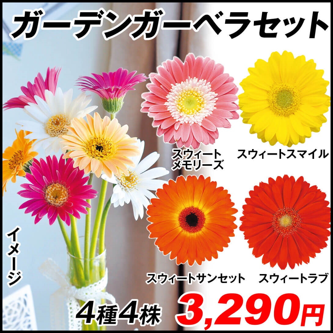 花苗 ガーデンガーベラRセット 4種4株
