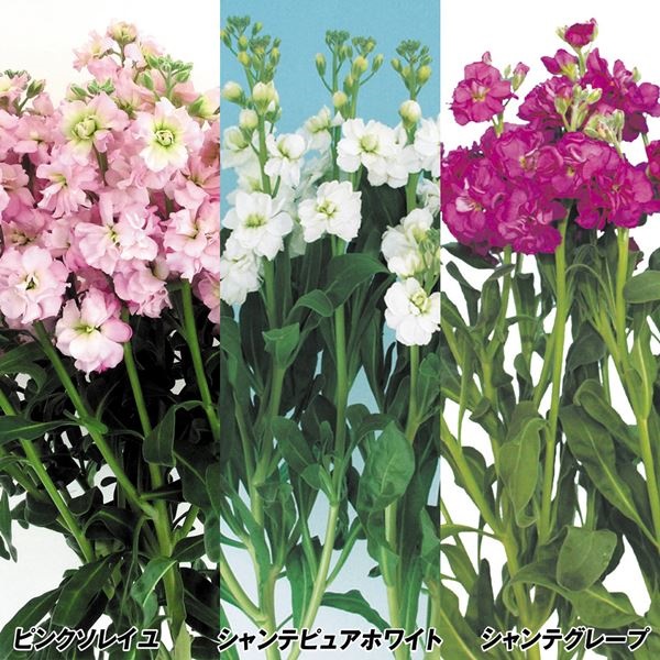 花苗 特選スプレーストックセット