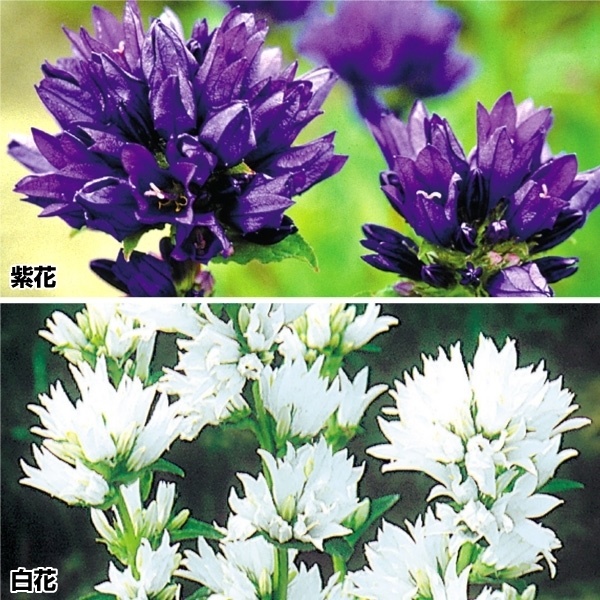 花苗 ヤツシロソウセット