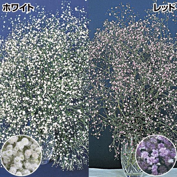 花苗 宿根かすみ草セット 2種4株