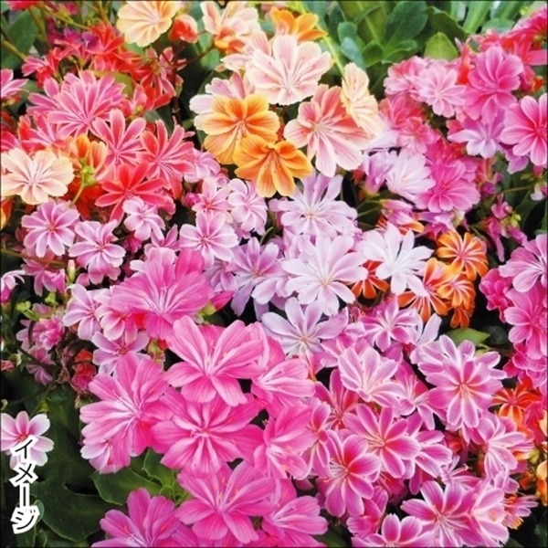 花苗 レウィシア エリーゼミックス