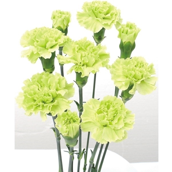花苗 カーネーション スプレータイプ スカディ(契) 2株