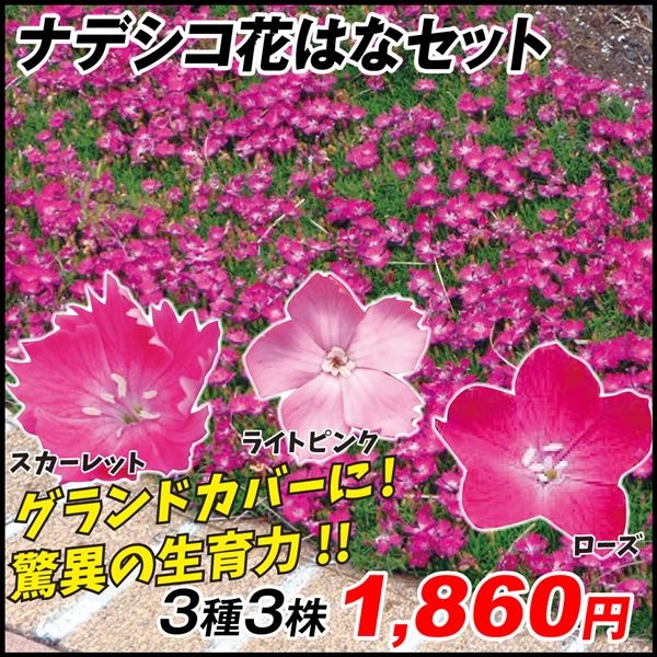 花苗 ナデシコ花はなセット 3種3株