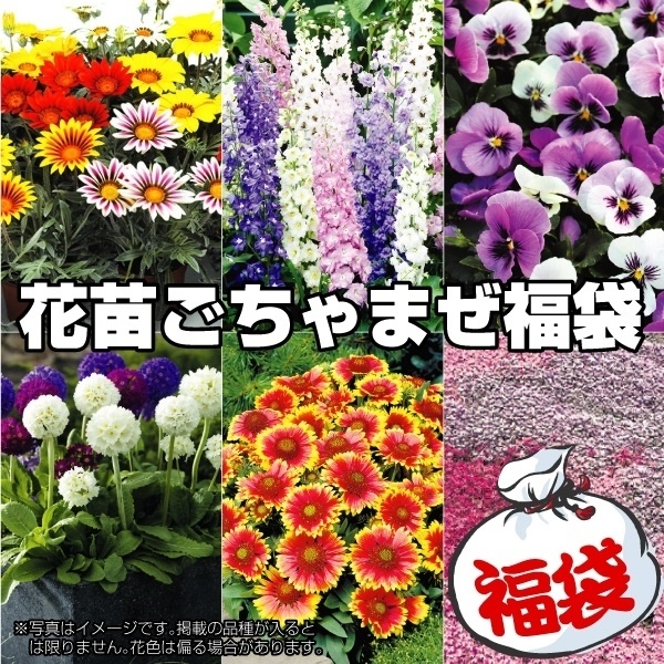 花苗 ごちゃまぜ福袋