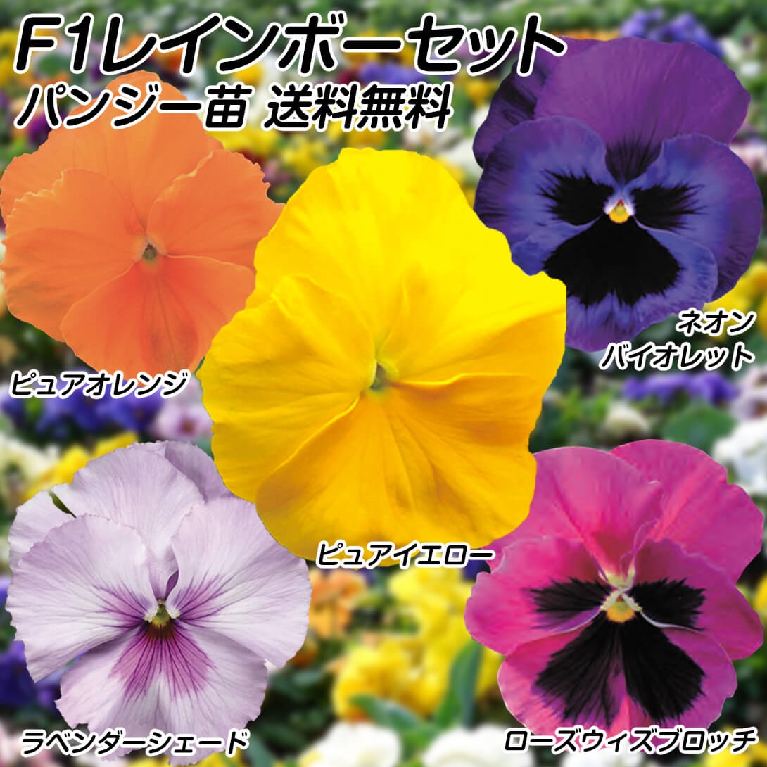 花苗 パンジー F1レインボーセット 送料込み