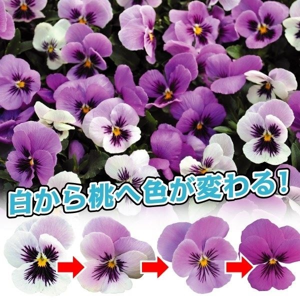 花苗 ビオラ きまぐれロージー 送料込み