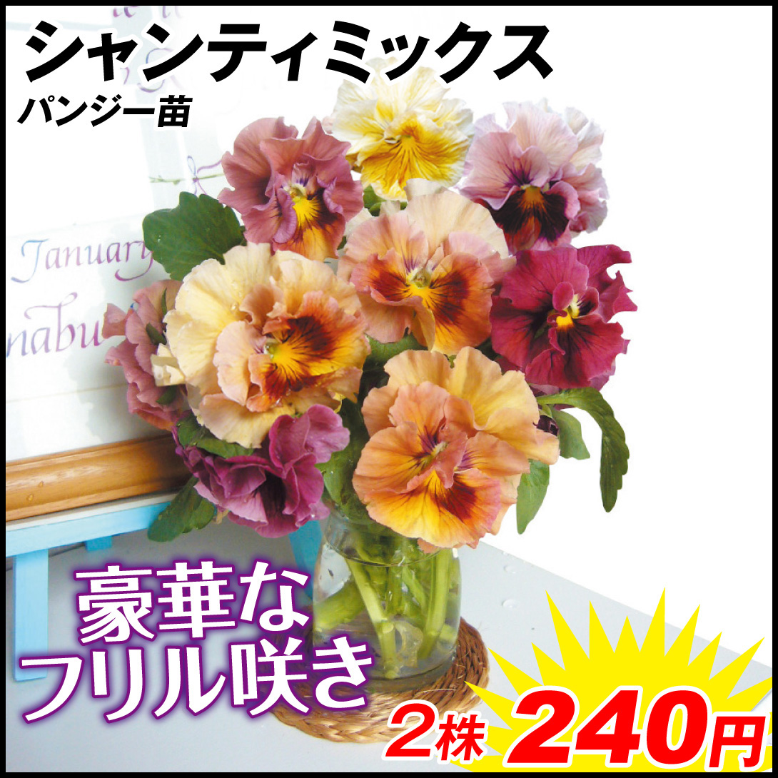花苗 パンジー シャンティミックス