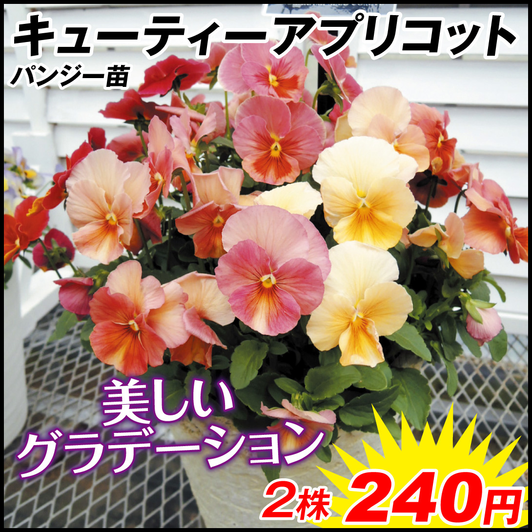 花苗 パンジー みやび キューティーアプリコット