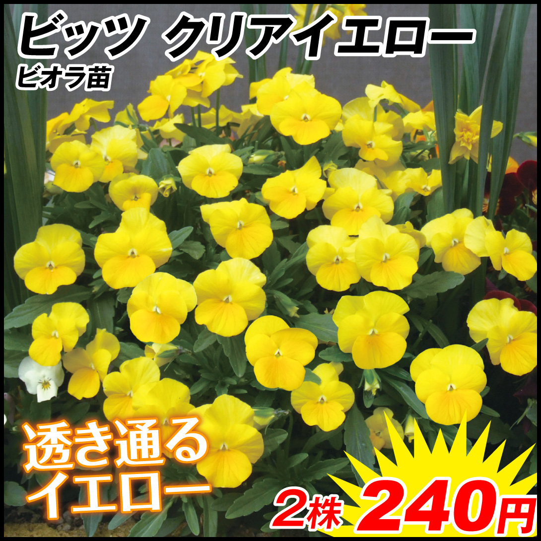 花苗 ビオラ ビッツ クリアイエロー