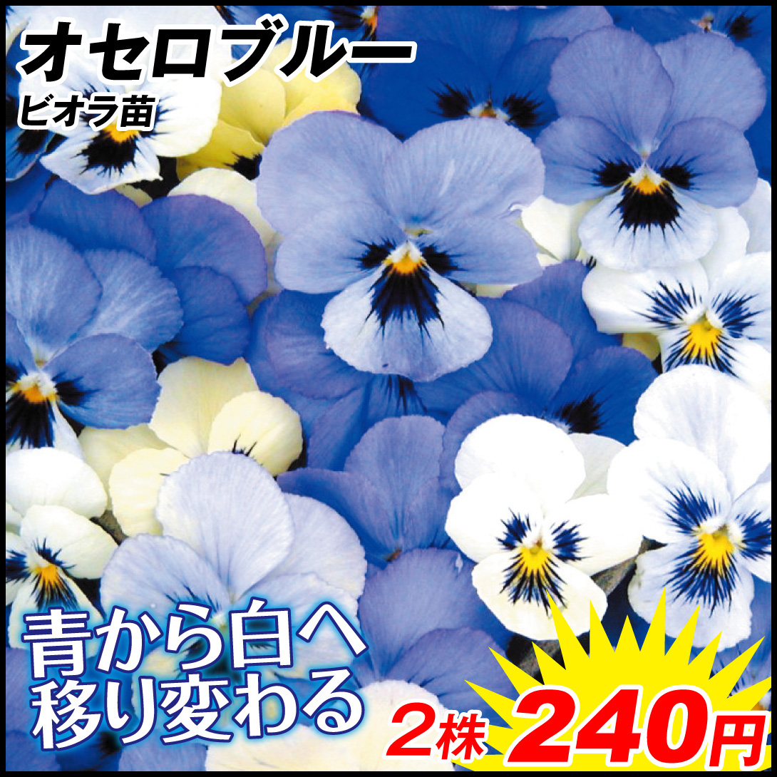 花苗 ビオラ オセロブルー