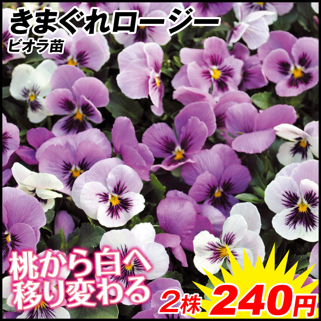 花苗 ビオラ きまぐれロージー