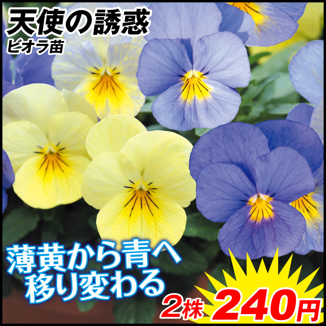 花苗 ビオラ 天使の誘惑