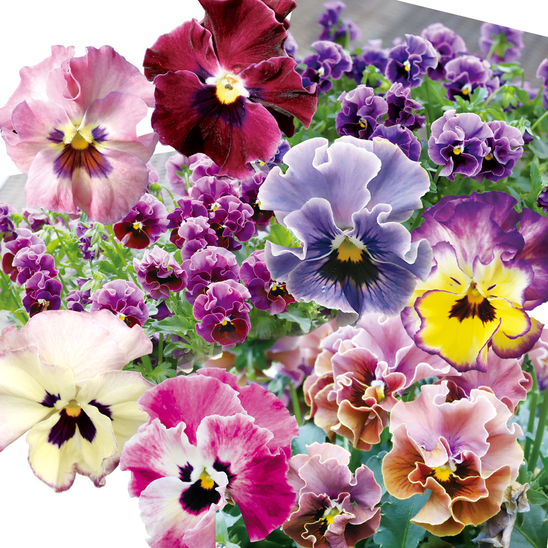 花苗 厳選ビオラ福袋 送料無料