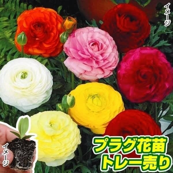 プラグ花苗 ラナンキュラスミックス 1トレー (70本入・花色無選別)