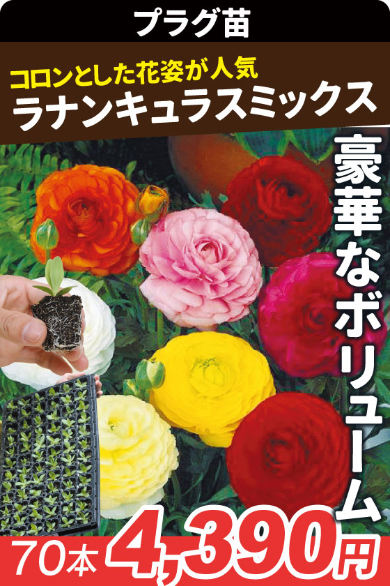プラグ花苗 ラナンキュラスミックス
