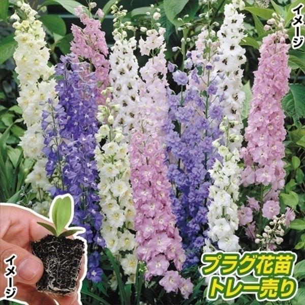 プラグ花苗 デルフィニウムミックス 1トレー (70本入・花色無選別)