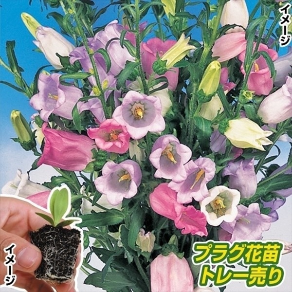 プラグ花苗 つりがね草ミックス 1トレー (70本入・花色無選別)