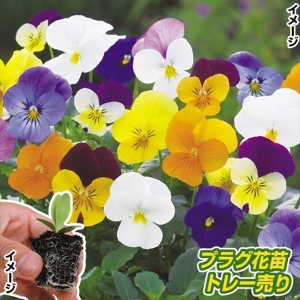 プラグ花苗 ビオラフローラルパワーミックス 1トレー (70本入・花色無選別)