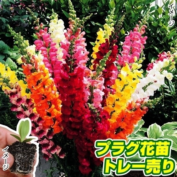 プラグ花苗 切花向き金魚草ミックス 1トレー (70本入・花色無選別)