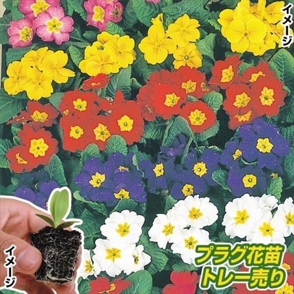 プラグ花苗 プリムラポリアンサミックス 1トレー (70本入・花色無選別)