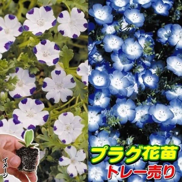 プラグ花苗 ネモフィラペア 1トレー (70本入・花色無選別)