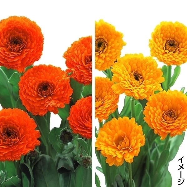 プラグ花苗 キンセンカ イエロー＆オレンジ 1トレー (70本入・花色無選別)
