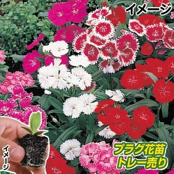 プラグ花苗 ナデシコテルスターミックス  1トレー （70本入・花色無選別）