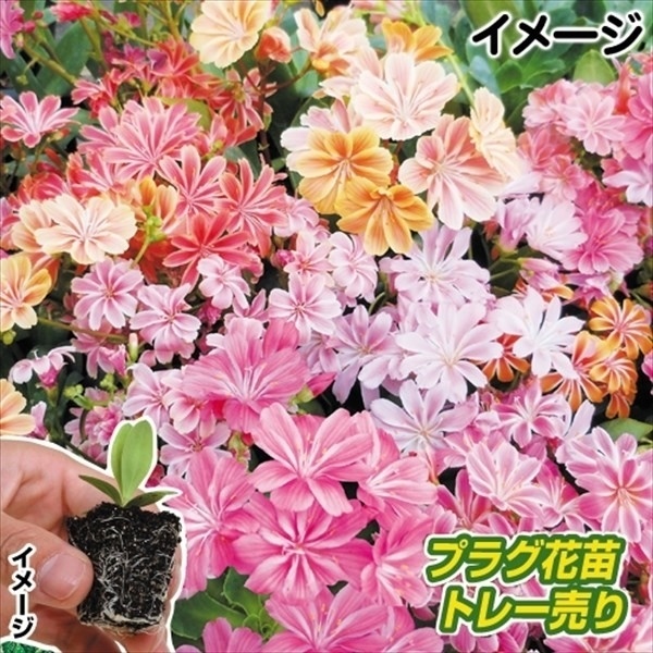 プラグ花苗 レウィシア エリーゼミックス 1トレー (70本入・花色無選別)