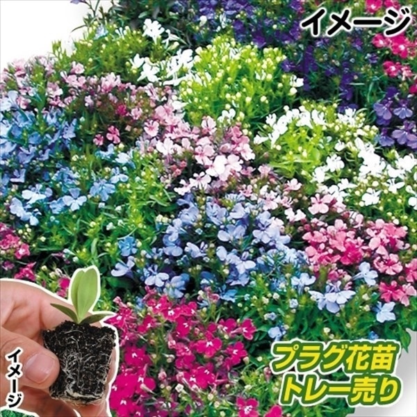 プラグ花苗 ロべリアミックス 1トレー （70本入・花色無選別）