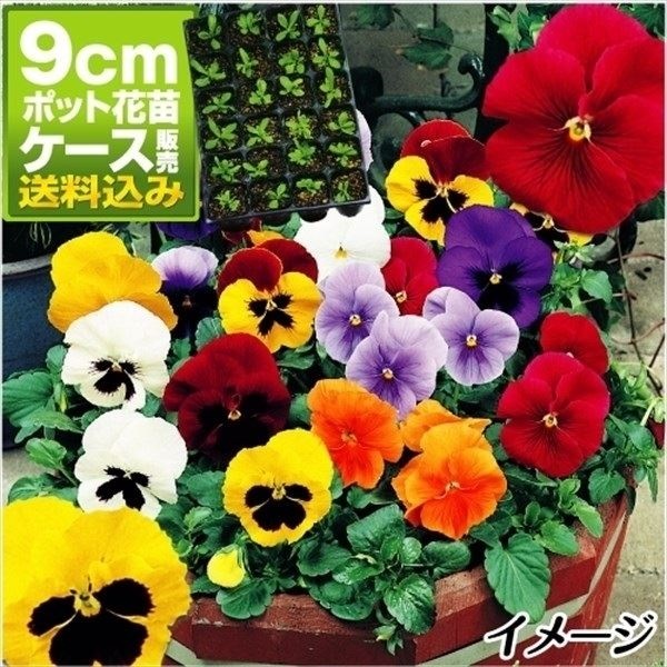 ケース花苗 パンジーミックス(無選別)