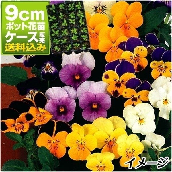 ケース花苗 ビオラミックス(無選別)