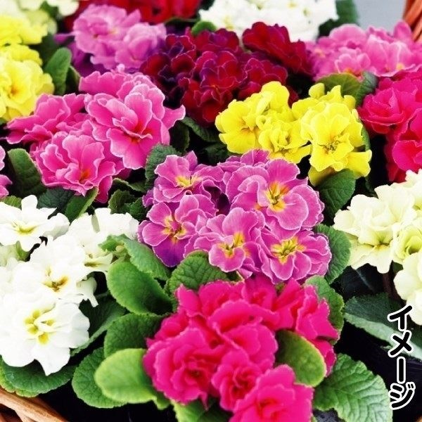 ケース花苗 プリムラ八重咲ミックス(無選別)