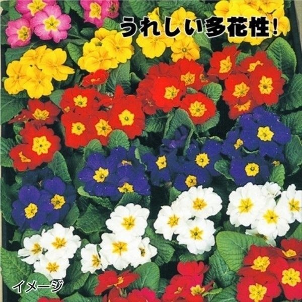 ケース花苗 プリムラポリアンサミックス(無選別)