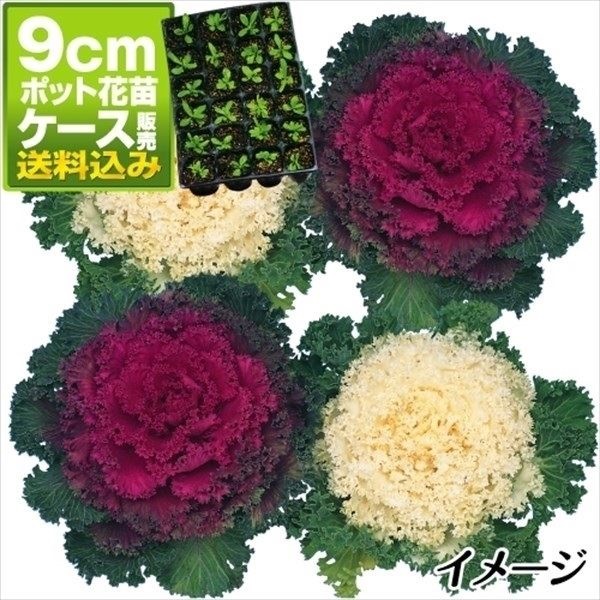 ケース花苗 葉牡丹縮緬系ミックス(無選別)