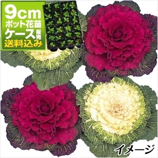 ケース花苗 葉牡丹丸葉系ミックス(無選別)