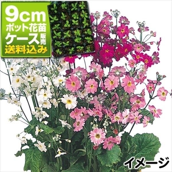 ケース花苗 桜草ミックス(無選別)