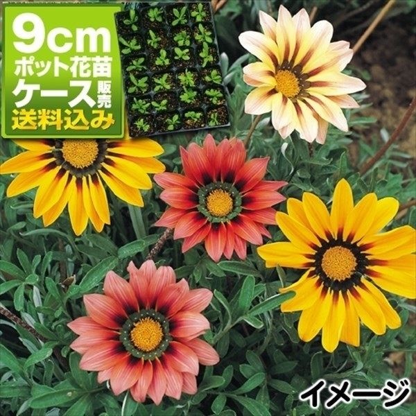 ケース花苗 ガザニアミックス (無選別)