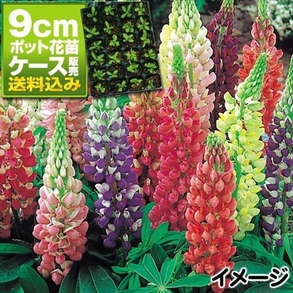 ケース花苗 ラッセルルピナスミックス(無選別)