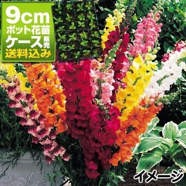 ケース花苗 切花向き金魚草ミックス(無選別)