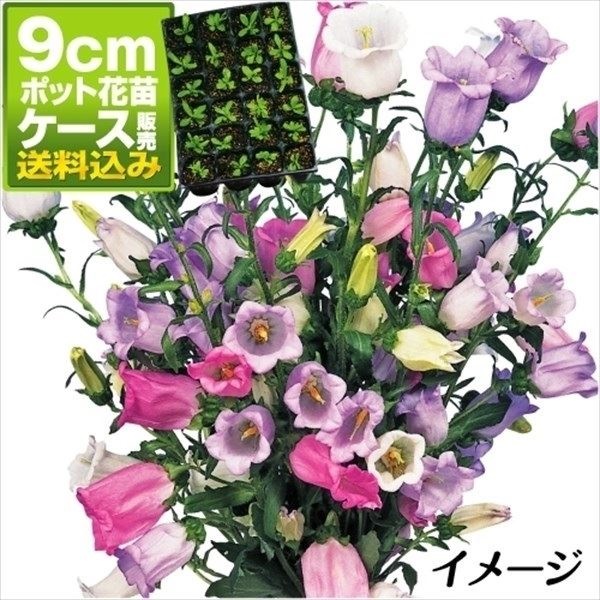 ケース花苗 つりがね草ミックス(無選別)