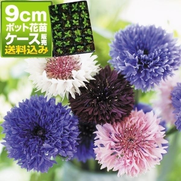 ケース花苗 矢車草ミックス（無選別）