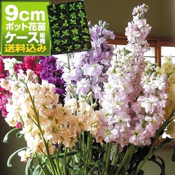 ケース花苗 切花向きストックミックス（無選別）