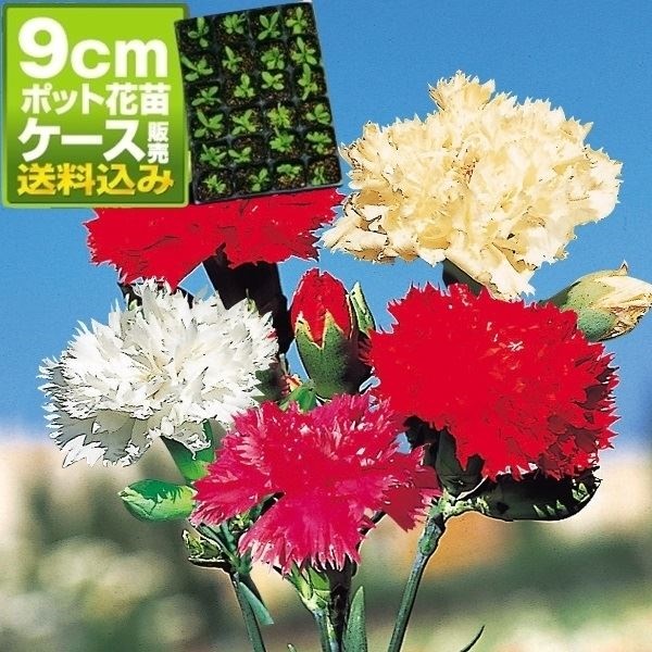 ケース花苗 カーネーションミックス（無選別）