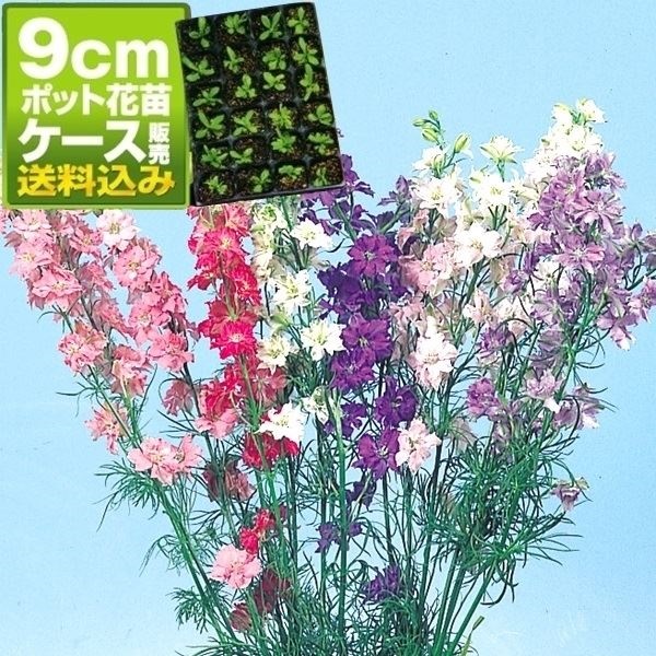 ケース花苗 千鳥草ミックス（無選別）